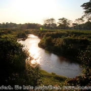 Ratargul Swamp Forest_38